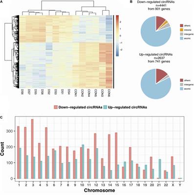 Integrative Analysis Extracts a Core ceRNA Network of the Fetal Hippocampus With Down Syndrome